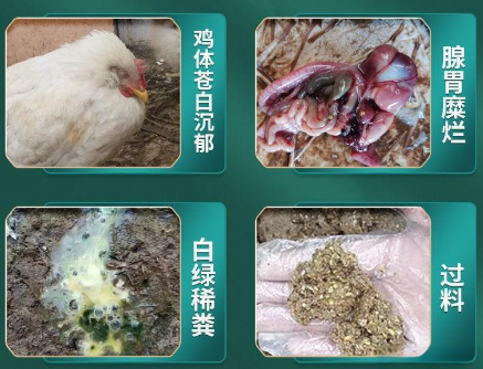 腺胃炎的症状及防治