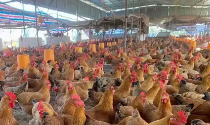 肉鸡催肥方法