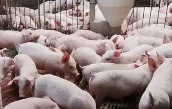 如何降低育肥猪饲养成本